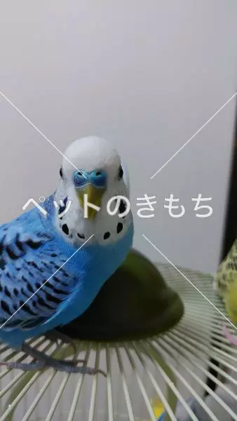保護鳥の画像