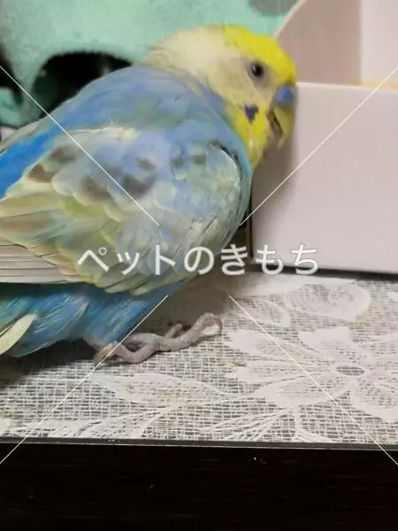 迷子鳥の画像