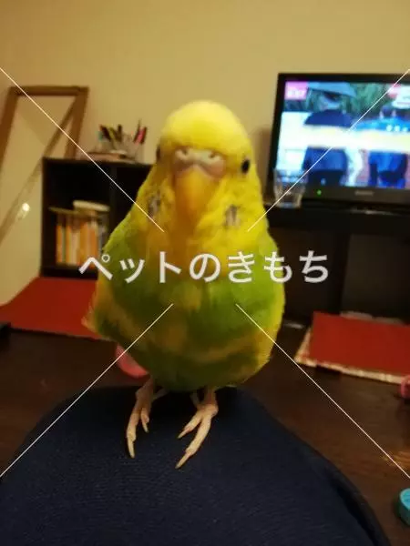 迷子鳥の画像
