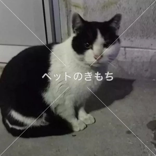 迷子猫の画像