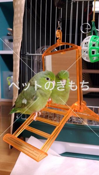 迷い鳥の写真