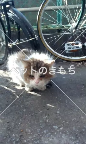 コメント投稿の画像