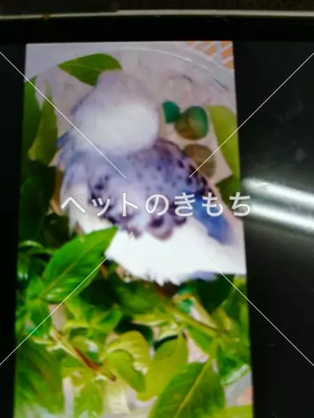 コメント投稿の画像