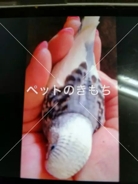 コメント投稿の画像