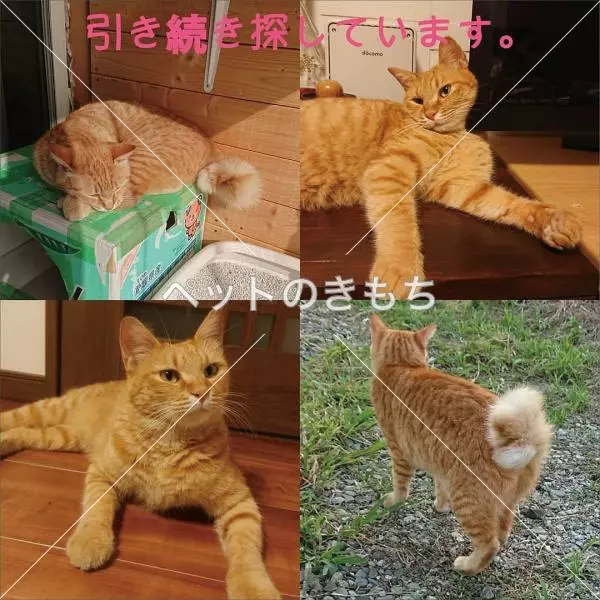 迷子猫の画像