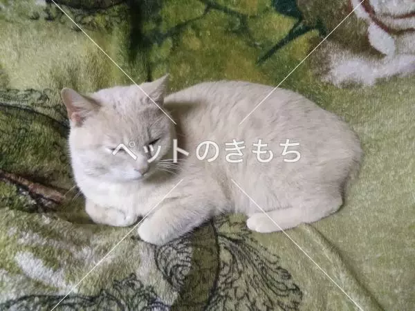 迷子猫の画像