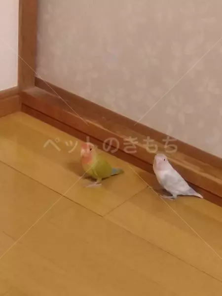 迷子鳥の画像