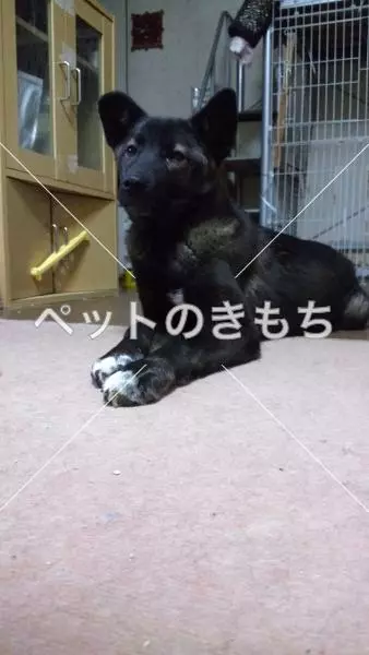 迷子犬の画像