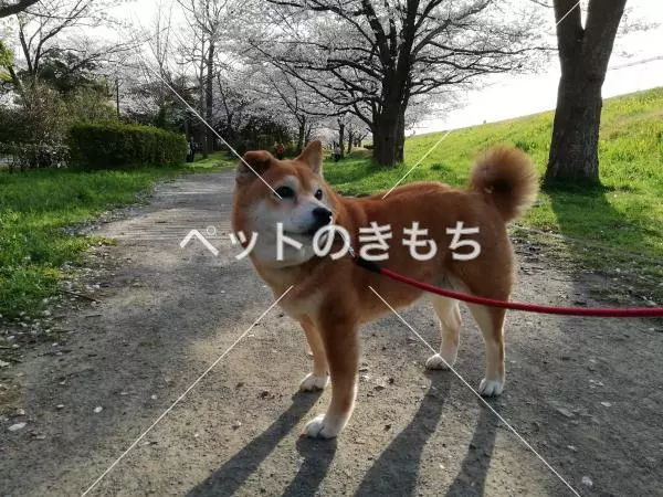迷子犬の画像