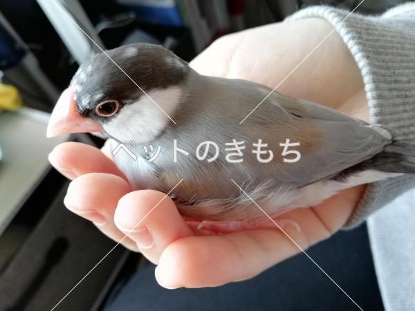 迷子鳥の画像