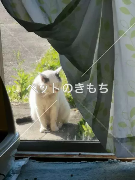 保護猫の画像