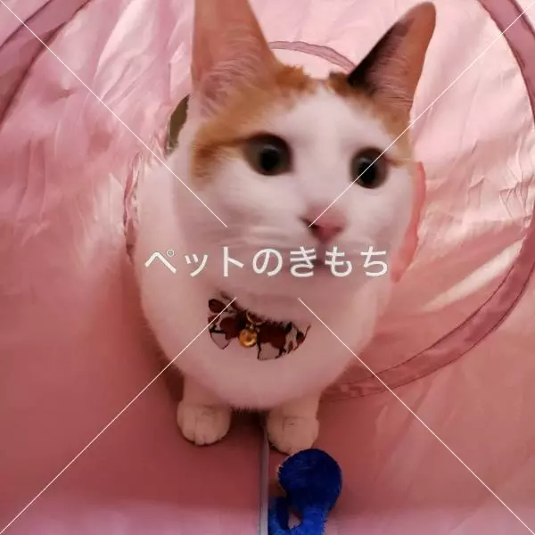迷子猫の画像