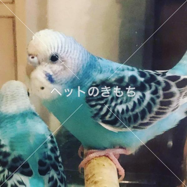 迷子鳥の画像