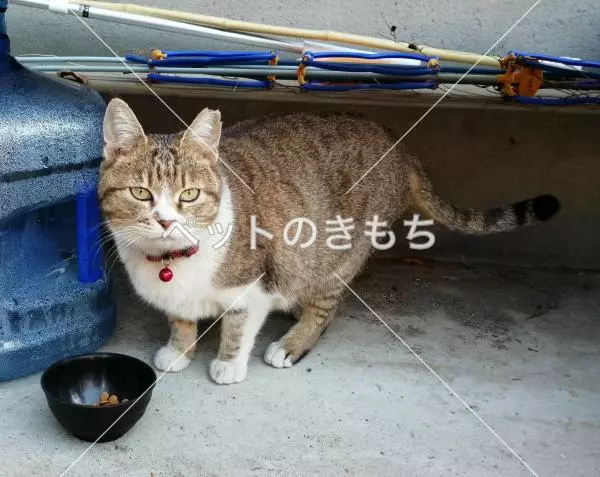 保護猫の画像