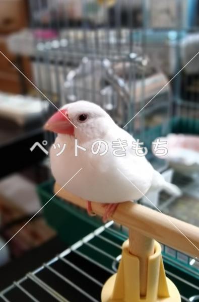 迷子鳥の画像