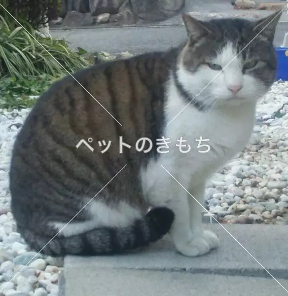保護猫の画像