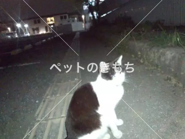 保護猫の画像