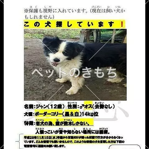 迷子犬の画像