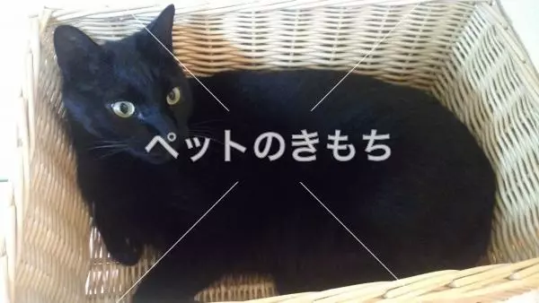 迷子猫の画像
