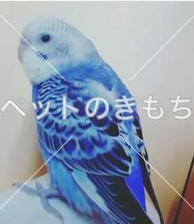 迷子鳥の画像