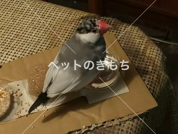 保護鳥の画像