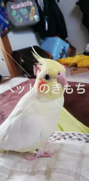 迷子鳥の画像