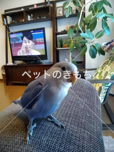 迷子鳥の画像