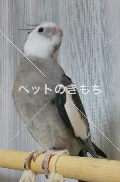 迷子鳥の画像