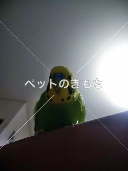 迷子鳥の画像