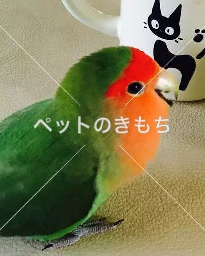 迷子鳥の画像