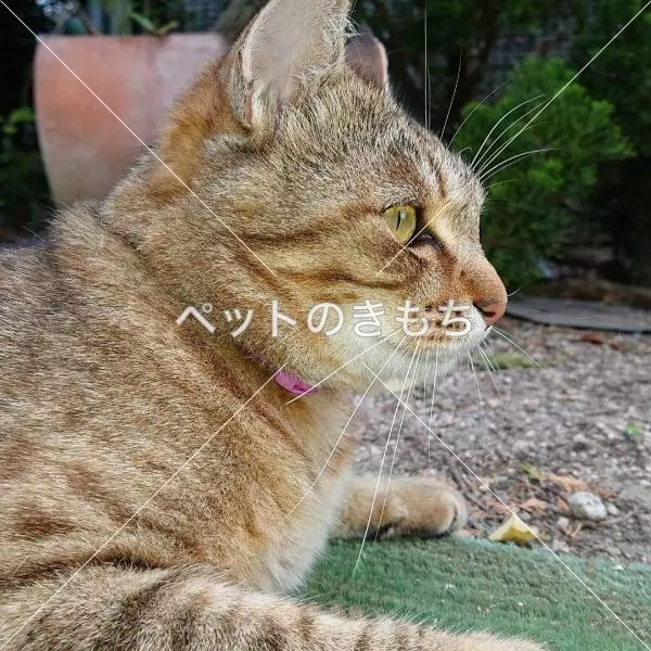 迷子猫の画像