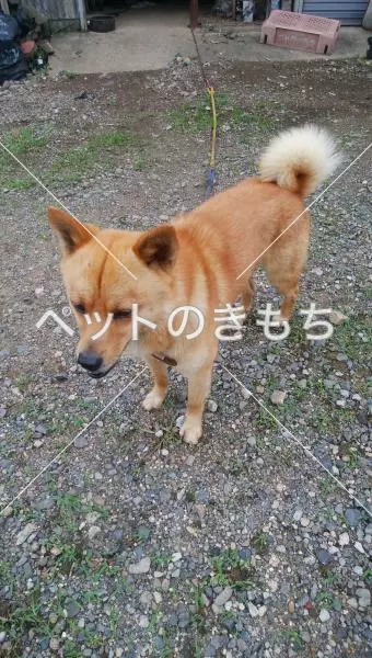 迷子犬の画像