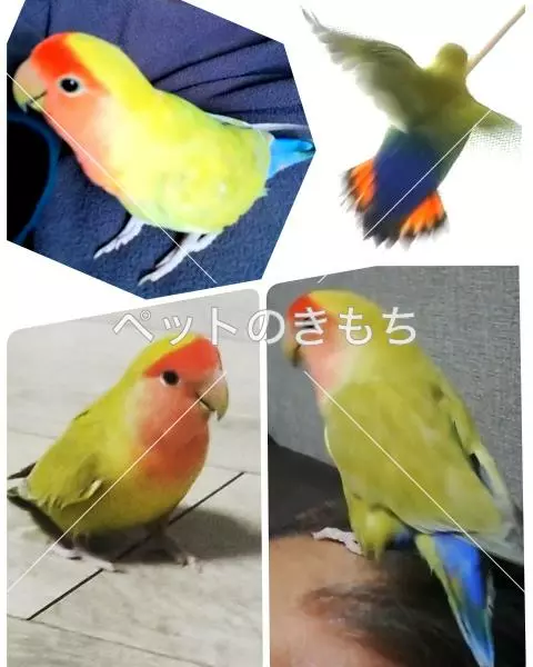迷子鳥の画像