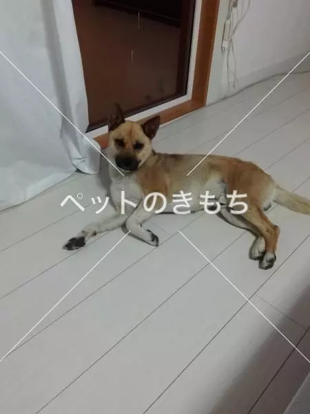 迷子犬の画像