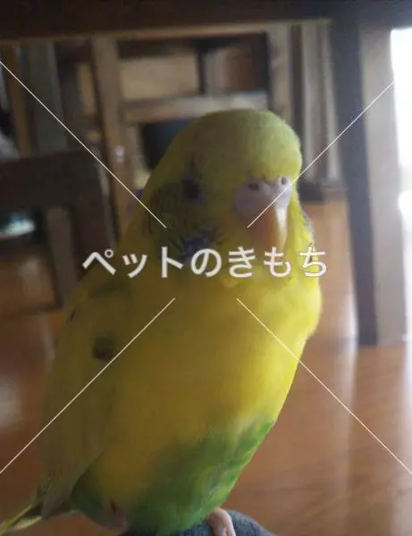 迷子鳥の画像