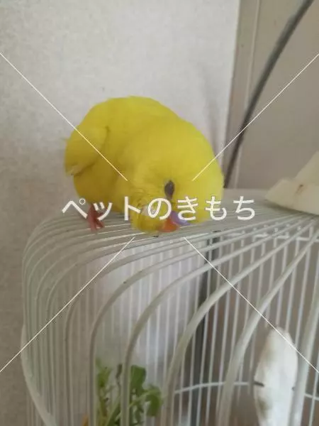 コメント投稿の画像