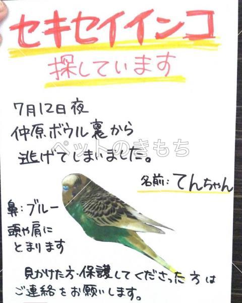 福岡県で鳥が迷子になりました 鳥の種類 セキセイインコ 投稿no 9684 1