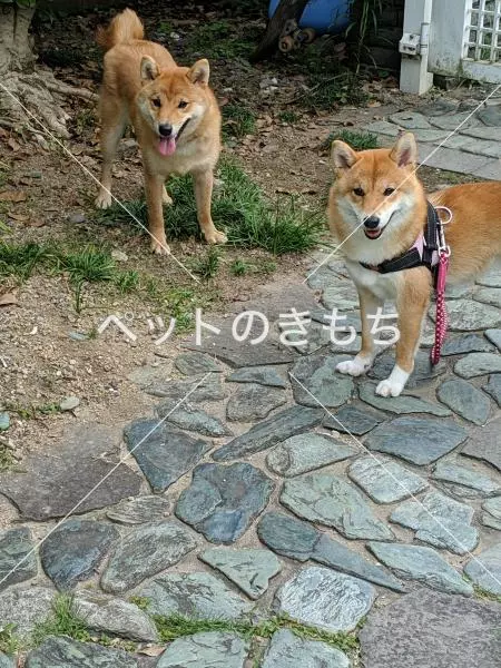 迷子犬の画像
