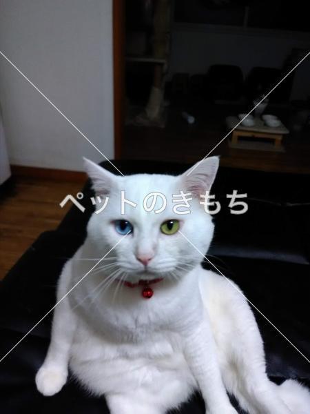 迷い猫の写真