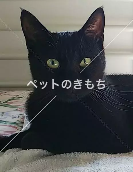 保護猫の画像