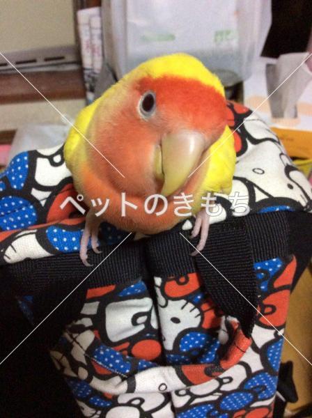 東京都で鳥が迷子になりました 鳥の種類 コザクラインコ 投稿no 95 1 東京都で鳥が迷子になりました 鳥の種類 コザクラインコ 投稿no 95 1