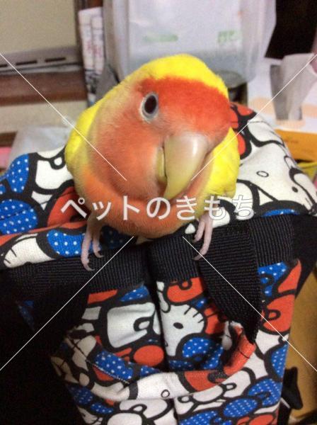 東京都で鳥が迷子になりました 鳥の種類 コザクラインコ 投稿no 95 1