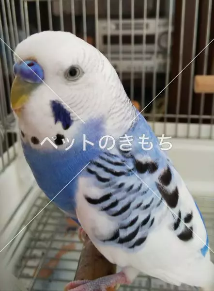 迷子鳥の画像