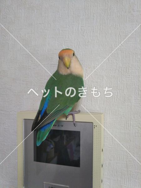 迷い鳥の写真