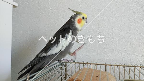 迷子鳥の画像