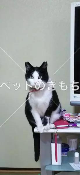 迷子猫の画像