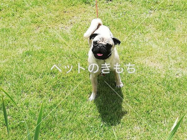 迷い犬の写真