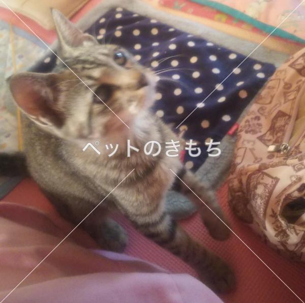 迷い猫の写真