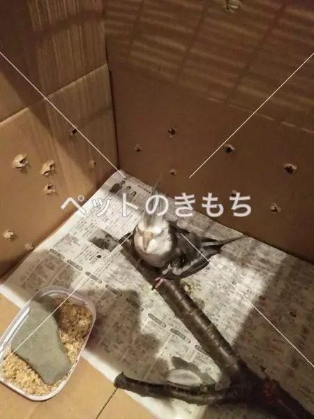 コメント投稿の画像