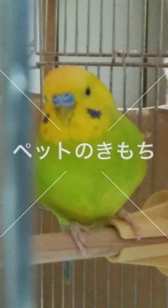 迷子鳥の画像